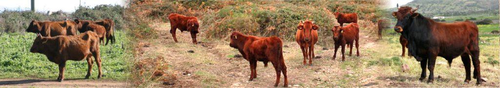 il-bue-rosso-bovini-sardegna